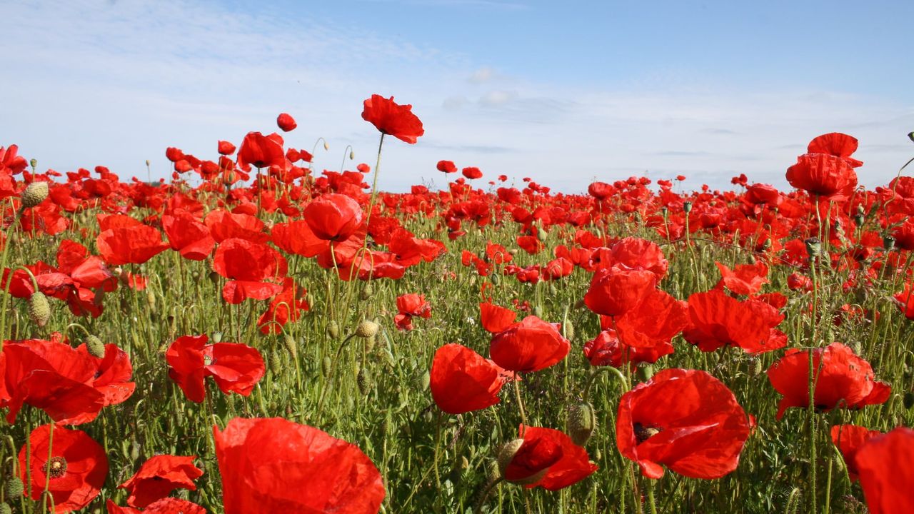 GardenSummer GardenSummer